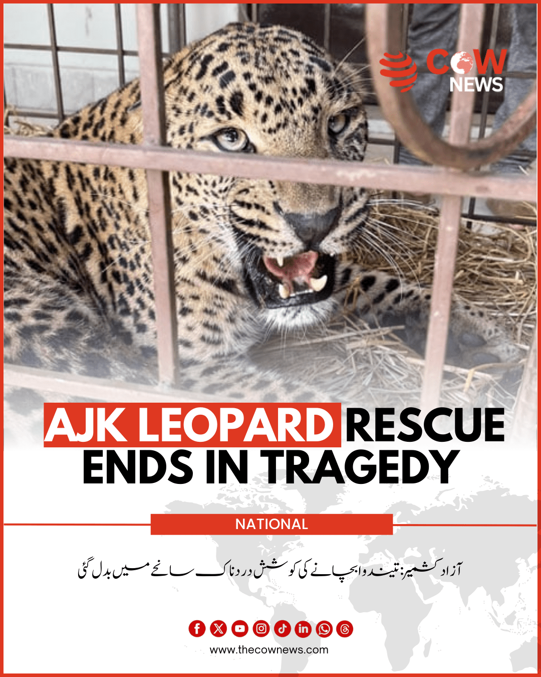 AJK Leopard Rescue Ends in Tragedy