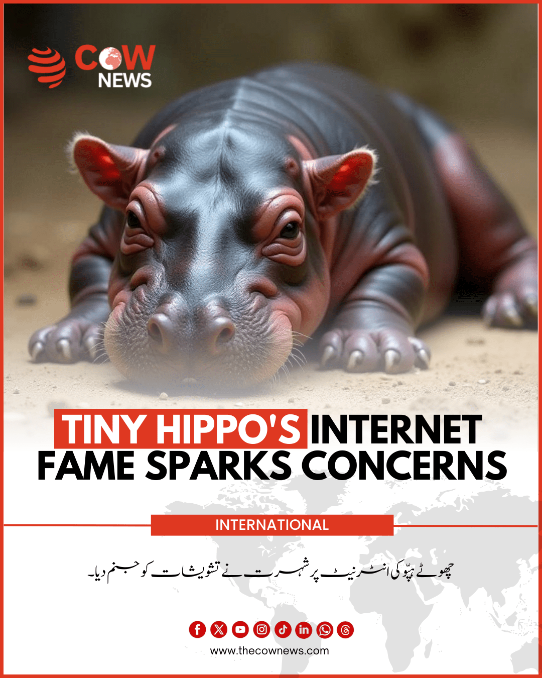 Tiny Hippo_s Internet Fame Sparks Concerns