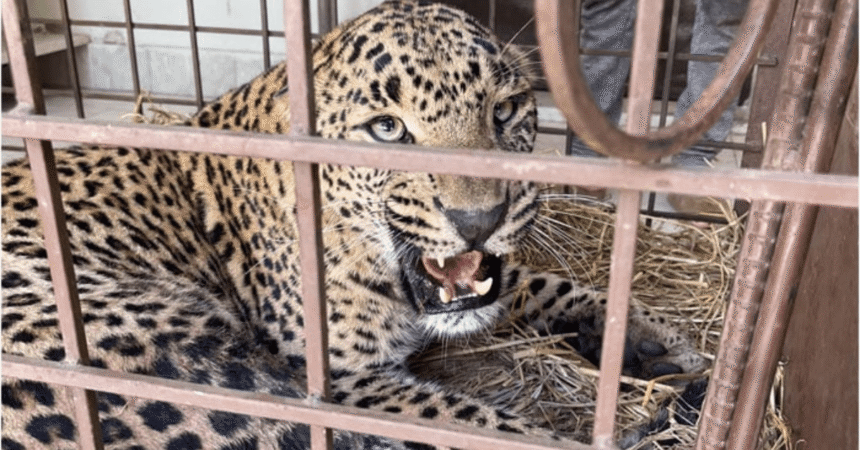 AJK Leopard Rescue Ends in Tragedy