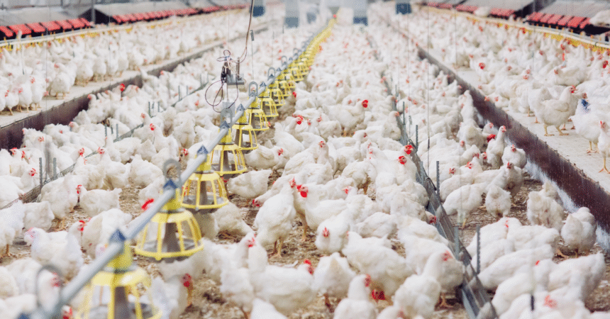 Chicken Prices Surge in Peshawar_ Live Chicken Hits Rs490_kg