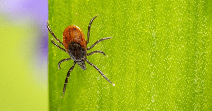 Congo Virus Hits City First Case of the Year Reported