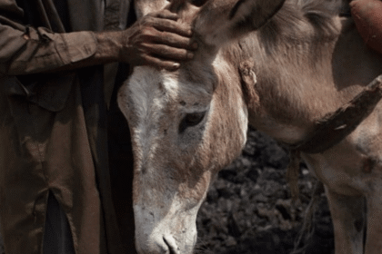 Cosmetic Craze Sends Donkey Prices Soaring