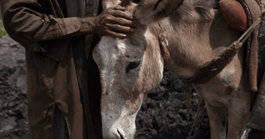 Cosmetic Craze Sends Donkey Prices Soaring