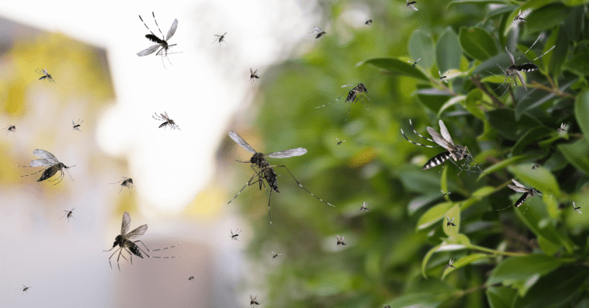 Dengue Fever to Spread in 10 Cities Next Month.