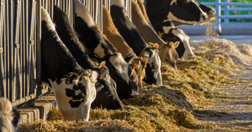 High-Tech Fake Cows Debut for Milking