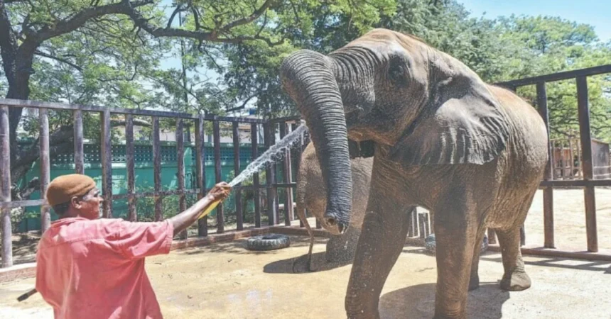Elephant Madhubala to Reunite with Sisters After 15 Years at Karachi Safari Park