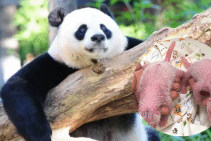 Panda Sets Record as World's Oldest First-Time Mother with Twin Birth