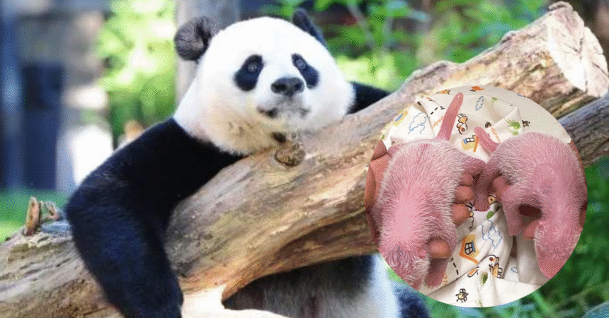Panda Sets Record as World's Oldest First-Time Mother with Twin Birth