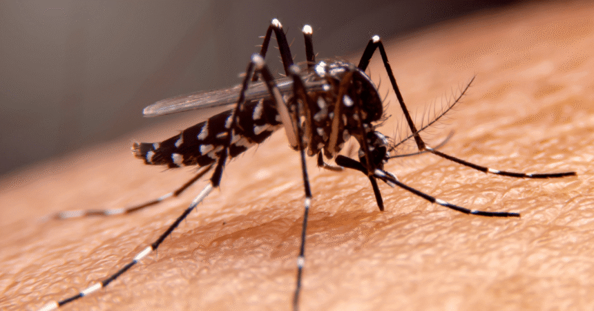 Punjab Grapples with Dengue Outbreak